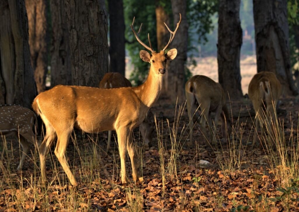 Viltnemnda Explained: Norway’s Local Wildlife Authority Viltnemnda